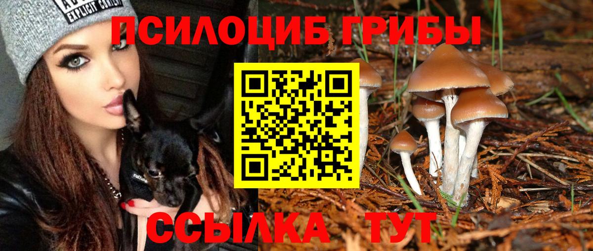 Псилоцибиновые грибы мицелий Гатчина